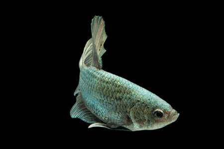 Betta fish solid cooper Halfmoon siamnese Fighting Fish Splendens isolated on black backgroundの写真素材