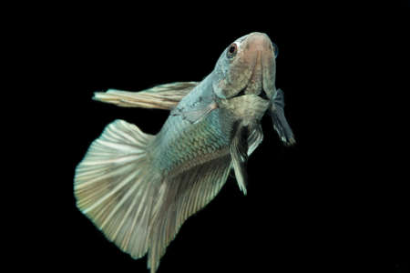 Betta fish solid cooper Halfmoon siamnese Fighting Fish Splendens isolated on black background
