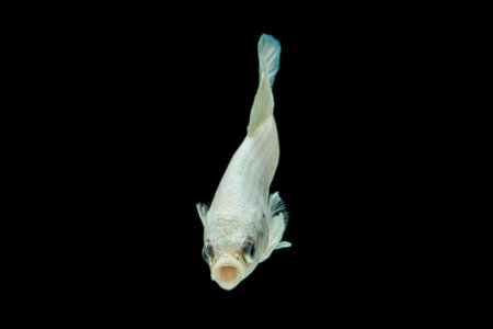 white platinum Betta fish,Siamese fighting fish,Betta splendens,on black backgroundの写真素材
