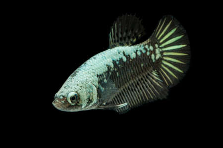 Betta Black Samurai Halfmoon Plakat Fighting Fish Splendens On Black Background.