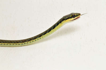 Painted bronzeback snake (Dendrelaphis pictus) isolated on white background