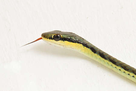 Painted bronzeback snake (Dendrelaphis pictus) isolated on white background