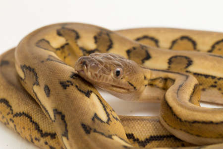 platinum tiger reticulated python snake