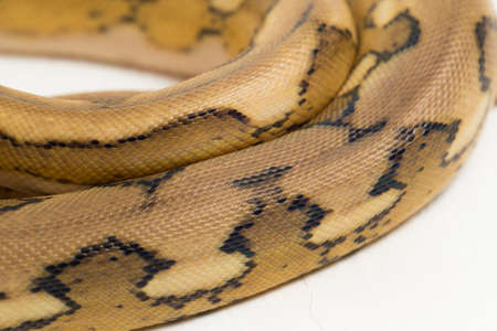 platinum tiger reticulated python snake
