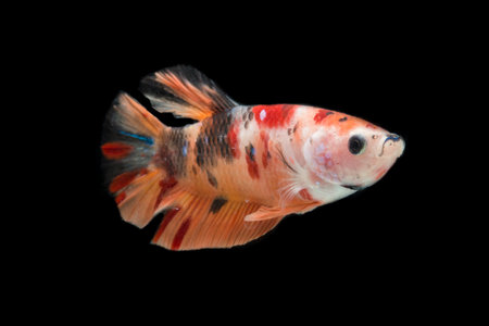 Close up of colorful Betta fish. Beautiful Siamese fighting fish, Fancy Betta splendens isolated on black background.の写真素材