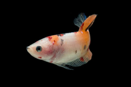 Close up of colorful Betta fish. Beautiful Siamese fighting fish, Fancy Betta splendens nemo isolated on black background.の写真素材