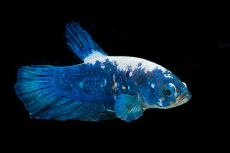 Close up of colorful Betta fish. Beautiful Siamese fighting fish, Fancy Betta splendens blue panda...
