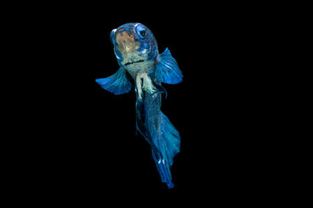 Close up of colorful Betta fish. Beautiful Siamese fighting fish, Fancy Betta splendens blue panda...