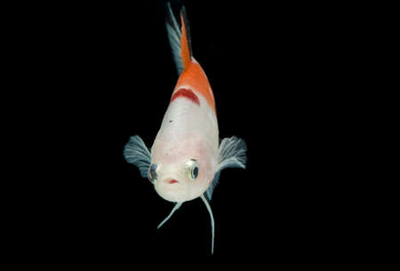 Close up of colorful Betta fish. Beautiful Siamese fighting fish, Fancy Betta splendens nemo...