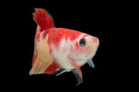 Close up of colorful Betta fish. Beautiful Siamese fighting fish, Fancy Betta splendens nemo classic isolated on black background.の写真素材