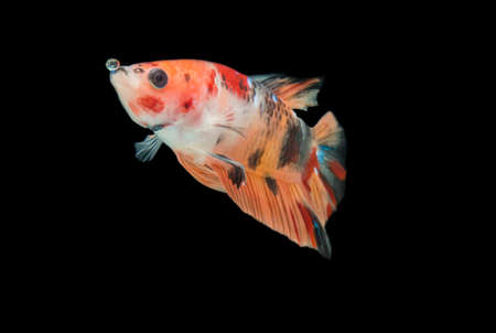Close up of colorful Betta fish. Beautiful Siamese fighting fish, Fancy Betta splendens  nemo yellow base isolated on black background.の写真素材