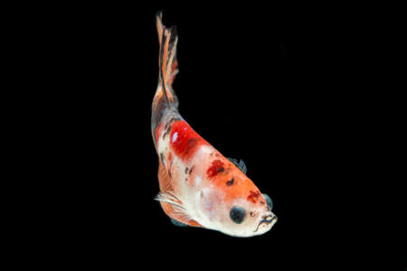 Close up of colorful Betta fish. Beautiful Siamese fighting fish, Fancy Betta splendens  nemo yellow base isolated on black background.の写真素材