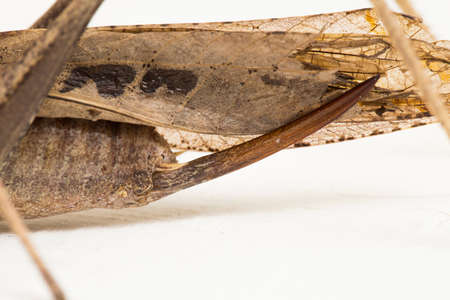 brown grasshopper Mecopoda elongata isolated on white backgroundの写真素材