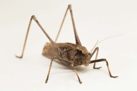 brown grasshopper Mecopoda elongata isolated on white backgroundの写真素材