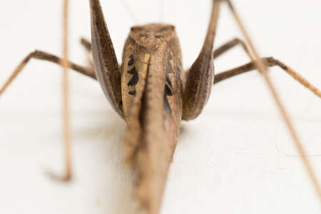 brown grasshopper Mecopoda elongata isolated on white backgroundの写真素材