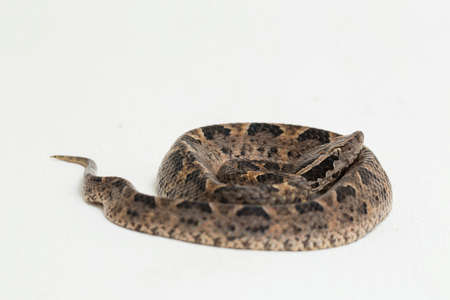 Malayan ground pit viper snake, Calloselasma rhodostoma isolated on white backgroundの写真素材