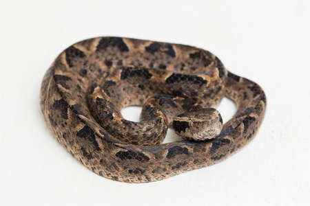 Malayan ground pit viper snake, Calloselasma rhodostoma isolated on white background
