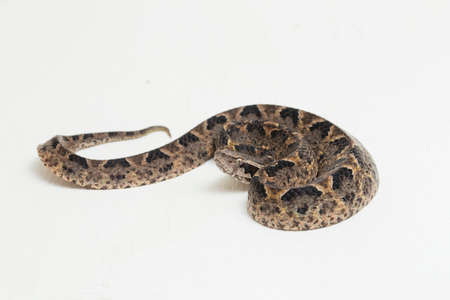 Malayan ground pit viper snake, Calloselasma rhodostoma isolated on white background