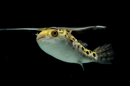 Spotted green pufferfish, tetraodon or Dichotomyctere nigroviridis on black background