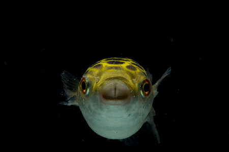 Spotted green pufferfish, tetraodon or Dichotomyctere nigroviridis on black backgroundの写真素材