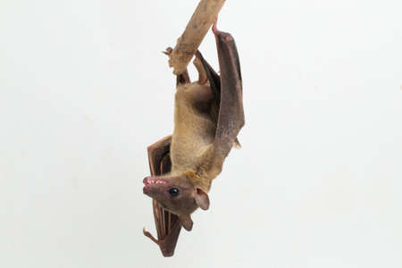Indonesian Short-nosed Fruit Bat Cynopterus titthaecheilus isolated on white backgroundの写真素材