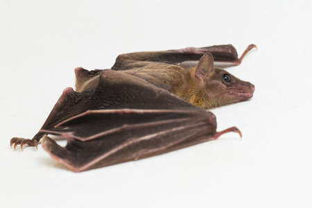 Indonesian Short-nosed Fruit Bat Cynopterus titthaecheilus isolated on white background