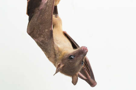 Indonesian Short-nosed Fruit Bat Cynopterus titthaecheilus isolated on white background