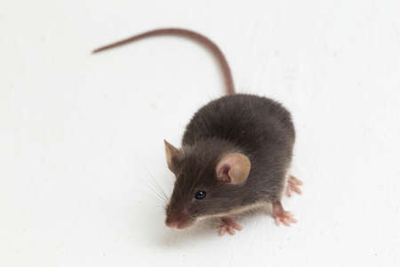 black gray common house mouse isolated on white background