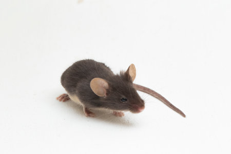 black gray common house mouse isolated on white backgroundの写真素材