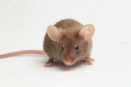 black gray common house mouse isolated on white backgroundの写真素材