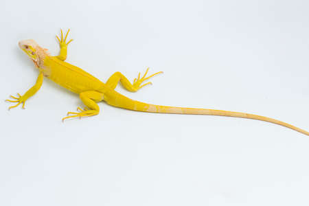Yellow albino Iguana isolated on a white backgroundの写真素材