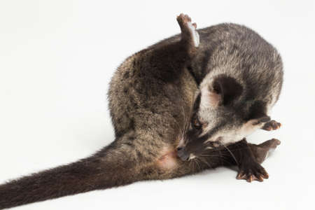 The Asian palm civet or luwak (Paradoxurus hermaphroditus). isolated on white backgroundの写真素材