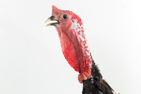 turkey-cock, isolated on a white background