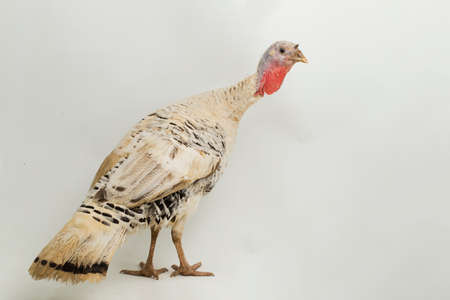 turkey-cock, isolated on a white background