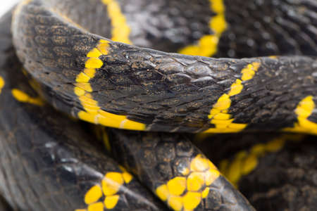 Boiga dendrophila, commonly called the mangrove snake or gold-ringed cat snake on white background