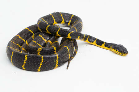 Boiga dendrophila, commonly called the mangrove snake or gold-ringed cat snake on white backgroundの写真素材