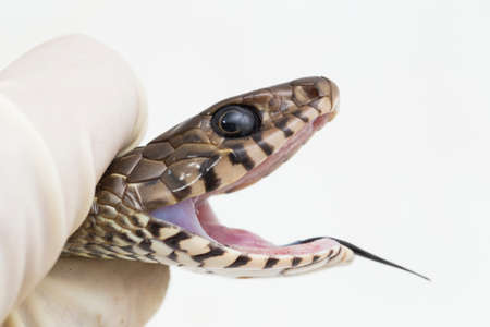 Ptyas mucosa, oriental ratsnake, Indian rat snake, isolated on white background.