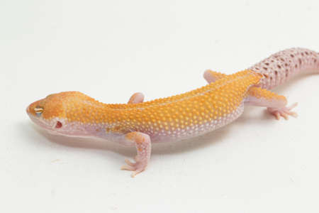 Leopard gecko, Eublepharis macularius, isolated on backgroundの写真素材