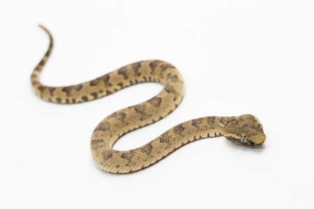 Flat-nosed pitviper snake Trimeresurus puniceus isolated on white backgroundの写真素材