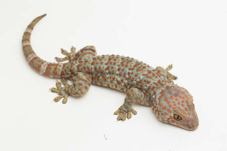 Tokay Gecko (Gekko gecko) isolated on white background.