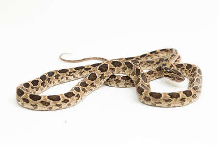 The many-spotted cat snake Boiga multomaculata isolated on white background