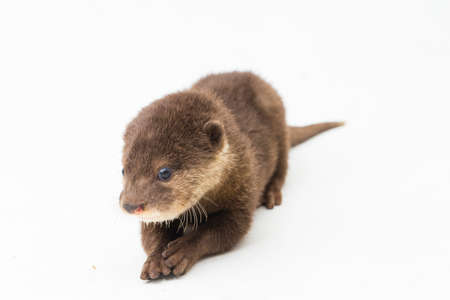 Asian small-clawed otter, also known as the oriental small-clawed otter or simply small-clawed otter isolated white backgroundの写真素材