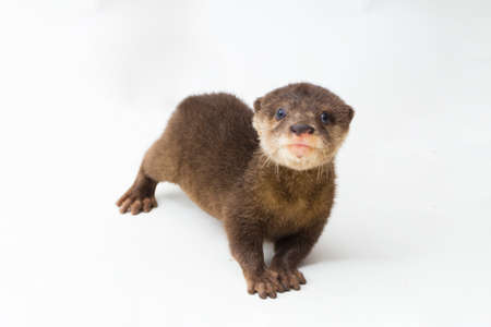 Asian small-clawed otter, also known as the oriental small-clawed otter or simply small-clawed otter...