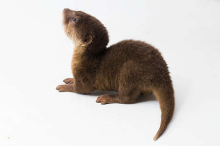 Asian small-clawed otter, also known as the oriental small-clawed otter or simply small-clawed otter isolated white backgroundの写真素材