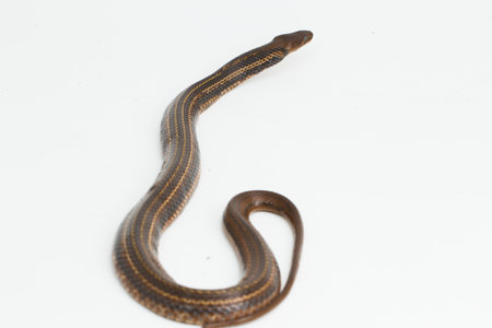 The checkered keelback (Fowlea piscator), Asiatic water snake. Isolated on white background