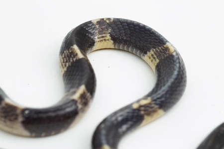 Highly venomous, Malayan krait or blue krait (Bungarus candidus) isolated on white background