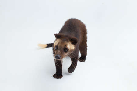 Sumatran Masked Palm Civet Paguma larvata leucomystax isolated on white background
