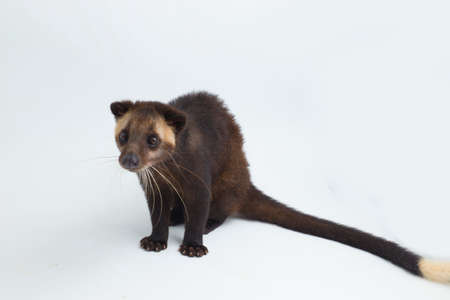 Sumatran Masked Palm Civet Paguma larvata leucomystax isolated on white backgroundの写真素材