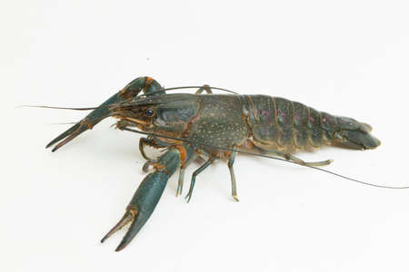 Freshwater crayfish Procambarus clarkii isolated on white background
