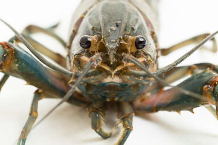 Freshwater crayfish Procambarus clarkii isolated on white backgroundの写真素材